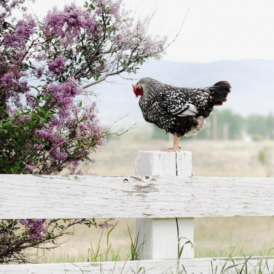 Short Story: Freckles and the Mysterious Intruder