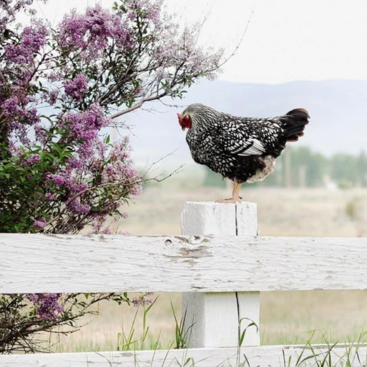Short Story: Freckles and the Mysterious Intruder