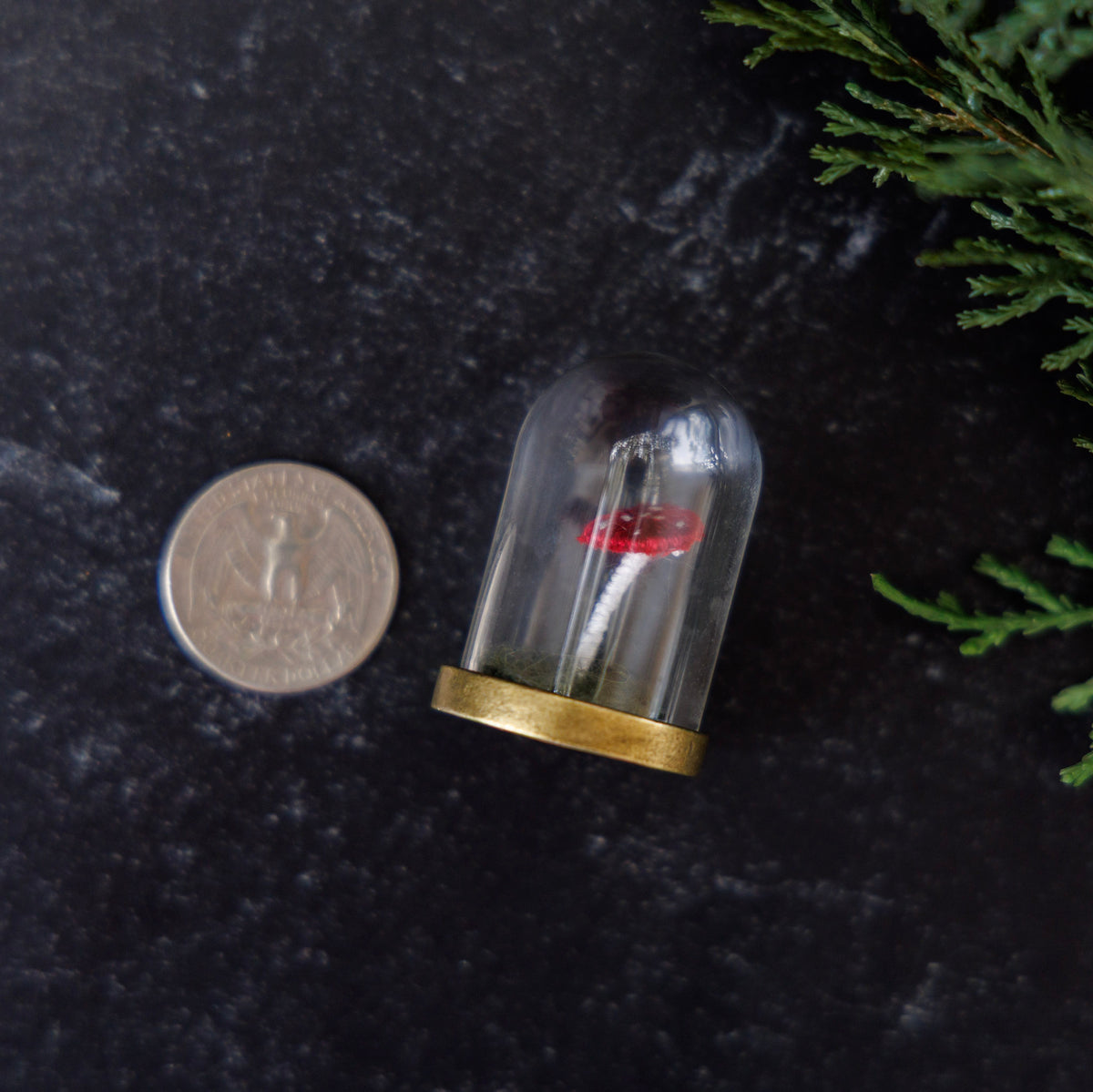 A miniature glass cloche dome with a gold-toned base containing a small red and white mushroom, shown next to a US quarter for scale on a dark textured surface with green foliage in the corner.